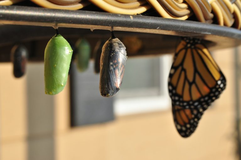 Veränderung: Raupe zu Schmetterling